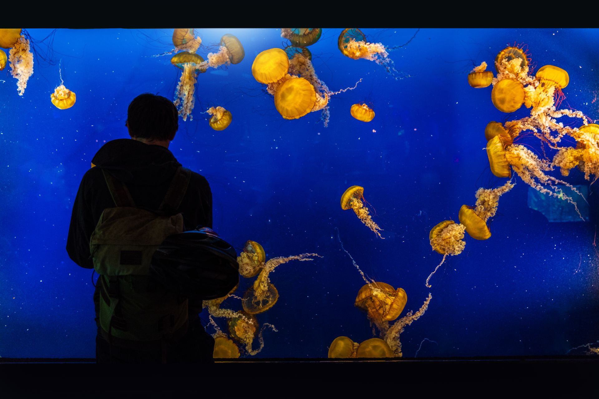 vancouver aquarium